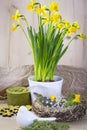 Bird nest on a table with eggs and feather Royalty Free Stock Photo