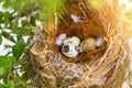 bird nest on tree branch with three eggs inside, bird eggs on birds nest and feather in summer forest Royalty Free Stock Photo