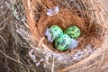 bird nest on tree branch with three eggs inside, bird eggs on birds nest and feather in summer forest Royalty Free Stock Photo