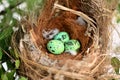 bird nest on tree branch with three eggs inside, bird eggs on birds nest and feather in summer forest , eggs easter concept Royalty Free Stock Photo