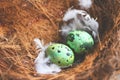 bird nest on tree branch with three eggs inside, bird eggs on birds nest and feather in summer forest , eggs easter concept Royalty Free Stock Photo