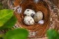 bird nest on tree branch with three eggs inside, bird eggs on birds nest and feather in summer forest , eggs easter concept Royalty Free Stock Photo