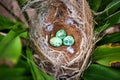 bird nest on tree branch with three eggs inside, bird eggs on birds nest and feather in summer forest , eggs easter concept Royalty Free Stock Photo