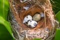 bird nest on tree branch with three eggs inside, bird eggs on birds nest and feather in summer forest , eggs easter concept Royalty Free Stock Photo