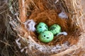 bird nest on tree branch with three eggs inside, bird eggs on birds nest and feather in summer forest , eggs easter concept Royalty Free Stock Photo