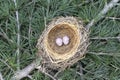 Bird nest on tree branch with two eggs high angle view Royalty Free Stock Photo