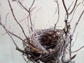 A bird nest in tree branches