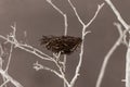 Bird nest on a tree