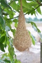 bird nest on the tree Royalty Free Stock Photo