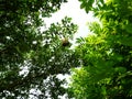 Nest in tree