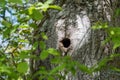 Bird nest in a tree trunk Royalty Free Stock Photo