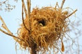 Bird nest