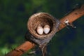 bird \'nest with two eggs . Royalty Free Stock Photo