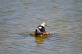 A Bird On A Nest In The Water Royalty Free Stock Photo