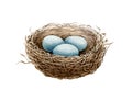 Bird nest watercolor illustration. Cozy spring natural bird house of straw and branches with blue eggs. Close up hand draw nest. S