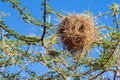 Bird nest of weaver Royalty Free Stock Photo