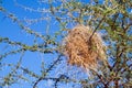 Bird nest of weaver Royalty Free Stock Photo