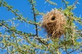 Bird nest of weaver Royalty Free Stock Photo