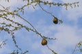 Bird nest of weaver in an african acacia tree