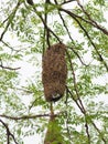 Bird Nest ,Weaver on the tree Royalty Free Stock Photo