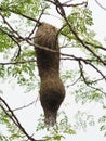 Bird Nest ,Weaver on the tree Royalty Free Stock Photo