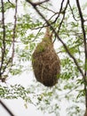 Bird Nest ,Weaver on the tree Royalty Free Stock Photo