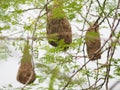 Bird Nest ,Weaver on the tree Royalty Free Stock Photo