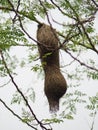 Bird Nest ,Weaver on the tree Royalty Free Stock Photo