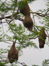 Bird Nest ,Weaver on the tree Royalty Free Stock Photo