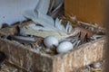 Bird nest white pigeon dove eggs lay on the nest. Home, life