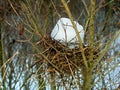 Bird Nest in Winter