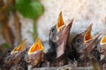 Bird nest with young birds Royalty Free Stock Photo