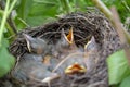 Bird nest with young birds chicks Eurasian Blackbird. Hungry baby blackbirds with opened beaks Royalty Free Stock Photo