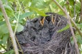 Bird nest with young birds chicks Eurasian Blackbird. Hungry baby blackbirds with opened beaks Royalty Free Stock Photo