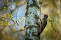 Black woodpecker Dryocopus martius. Royalty Free Stock Photo