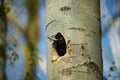 Black woodpecker Dryocopus martius. Royalty Free Stock Photo