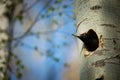 Black woodpecker Dryocopus martius. Royalty Free Stock Photo