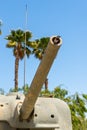 Bird Nesting in Tank Gun