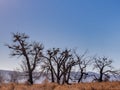 Bird nests in barren trees during winter in the Nevada desert Royalty Free Stock Photo