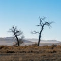 Bird nests and a bird in barren trees during winter in the Nevada desert Royalty Free Stock Photo