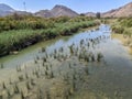 Bird nests on a river with view of the mountain