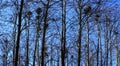 The bird nests on the tops of trees