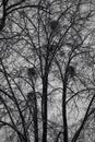 Bird nests in trees in the forest. Ominous dark forest