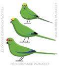Bird New Zealand Parakeet Parrot Vector