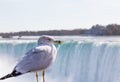 Bird at Niagara Falls