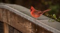 Bird, Northern Cardinal, Cardinalis cardinalis Royalty Free Stock Photo