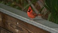 Bird, Northern Cardinal, Cardinalis cardinalis Royalty Free Stock Photo