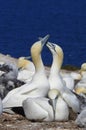 Bird Northern Gannet in Bonaventure Island in Gaspesie, Canada Royalty Free Stock Photo