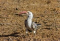 Bird northern red-billed hornbill on the ground Royalty Free Stock Photo