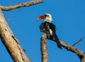 Bird northern red-billed hornbill on the tree Royalty Free Stock Photo